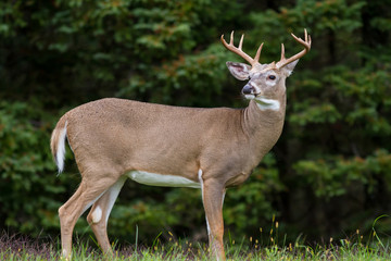 Obraz premium Whitetail Deer Buck