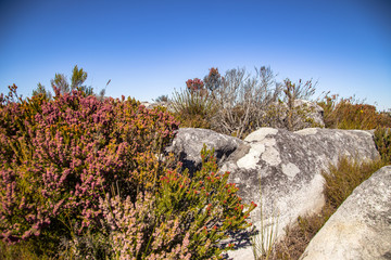 Fynbos at Table Mountain