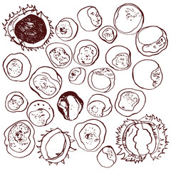 Hand drawn chestnuts collection. Vector illustration