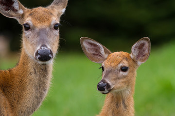 Whitetail Deer Doe and Fawn