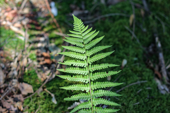 Fern leaves / Fern - the oldest plant on Earth