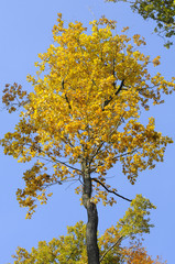 Junge Eiche im Herbst