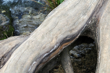 Baumwurzeln am Flussufer