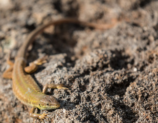 Green lizard (Reptile Podarcis Siculus)