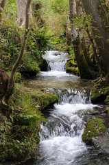 Fototapeta premium Bach mit kleinen Wasserfällen im Gebirgswald