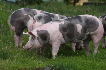 Fototapeta premium Spotted pietrian breed pigs grazing at animal farm on pasture