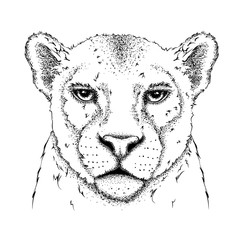 Portrait of a leopard. Can be used for printing on T-shirts, flyers and stuff. Vector illustration