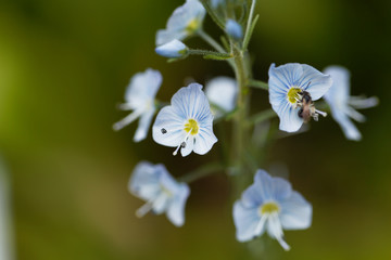 Gentian speedwell (Veronica gentianoides)