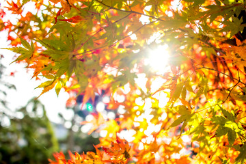 Fall Color Maple Leaves at the Forest in Kyoto, Japan