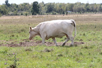 White cow in a pasture of green grasses.  
