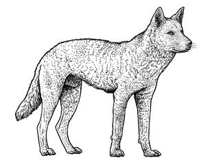 Obraz premium Dingo illustration, drawing, engraving, ink, line art, vector