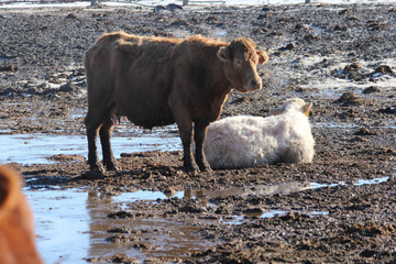 Brown cow standing and white cow lying in a muddy area of a holding/transfer pen.

