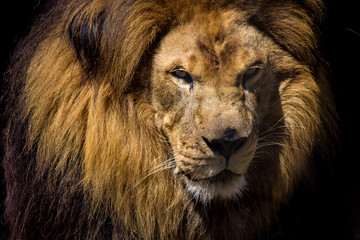 King Lion 