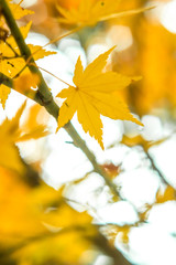 Fall Color Maple Leaves at the Forest in Tokyo, Japan