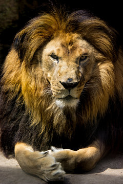 King Lion 