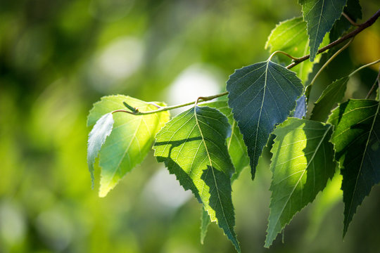 Green Birch Leaves