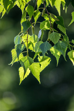 Green Birch Leaves