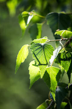 Green Birch Leaves