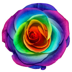 Photo macro flower rose. Rainbow and flower petals