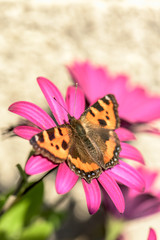 Butterfly  - Aglais Urticae - sitting on purple flower - space for text