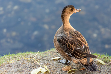 wild duck standing back to the camera.