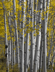 Fototapeta premium Close up on Aspen forest in Autumn
