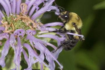 Bumble bee foraging on lavender flowers of bee balm, Connecticut.