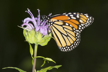 Monarch butterfly nectaring on lavender bee balm flower, Connecticut.
