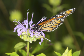Monarch butterfly nectaring on lavender bee balm flower, Connecticut.