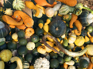 Pumpkin harvesting. Halloween pumpkins. Orange vegetable for pumpkin soup and other squash products. Autumn rural rustic background with vegetable marrow. Various types and shapes of gourds.