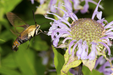 Snowberry clearwing hawk moth foraging on lavender bee balm flower.