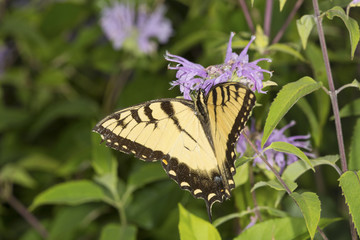 Yellow swallowtail butterfly foraging on lavender bee balm flower, Connecticut.