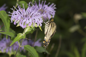 Tiger swallowtail butterfly foraging on lavender bee balm flower, Connecticut.