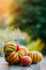Tomatoes of unusual shape