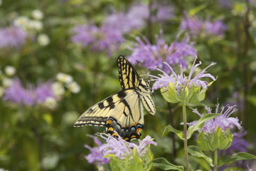 Tiger swallowtail butterfly foraging on lavender bee balm flower, Connecticut. © duke2015