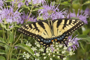Tiger swallowtail butterfly foraging on lavender bee balm flower, Connecticut.