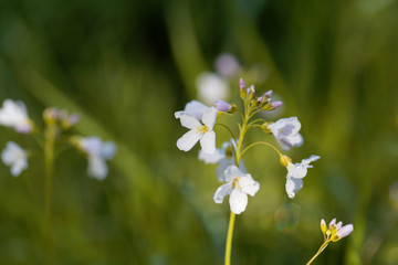 Cuckooflower (Cardamine pratensis)
