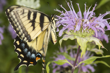 Tiger swallowtail butterfly foraging on lavender bee balm flower, Connecticut.