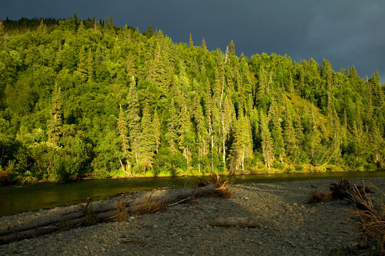 Sunlit forest by mountain river