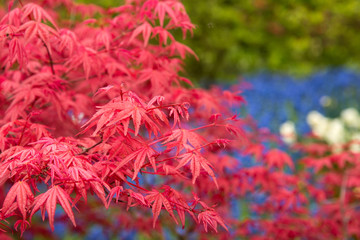 Background of red acer leaves in park - obrazy, fototapety, plakaty