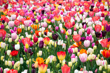 Blooming tulips in park. Netherlands, Europe