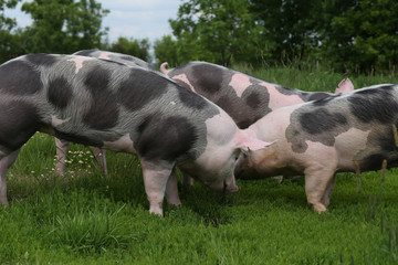 Spotted pietrian breed pigs grazing at animal farm on pasture