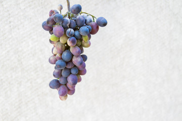 A bunch of black grapes on a light background