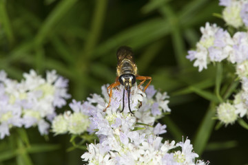 Golden digger wasp foraging for nectar on mountain mint flowers.