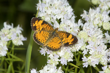 Northern crescent butterfly foraging for nectar on mountain mint flowers.