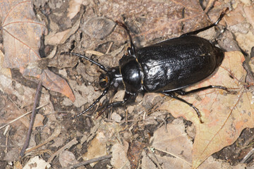 Black caterpillar hunter beetle on the forest floor in Connecticut.