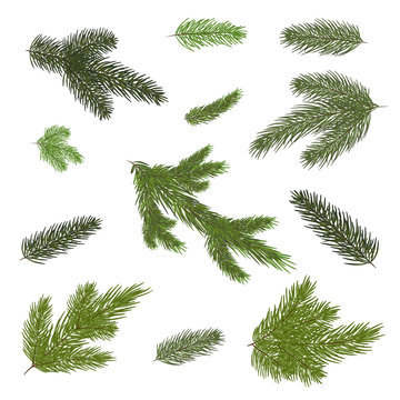 Close up of fir tree branch isolated .Vector illustration. Eps 10.