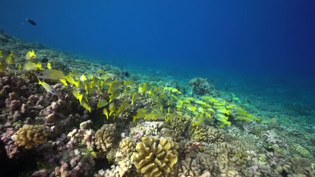 Yellow snappers swim in reef, French Polynesia