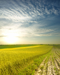 wheat field at the sunset