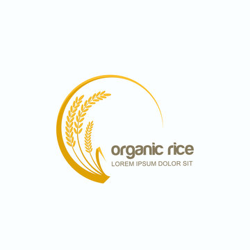 Vector logo, label or package circle emblem with yellow rice, wheat, rye grains. Design template for asian agriculture, organic cereal products, bread and bakery.